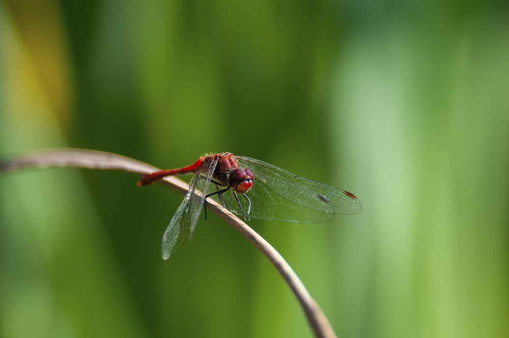 7. Platz Christian Reichert